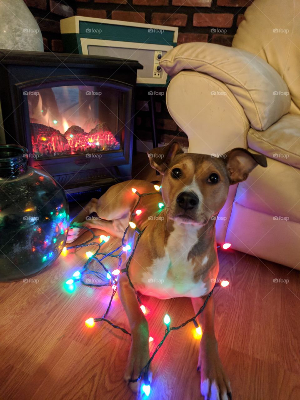 Brown Terrier With Colorful Lights