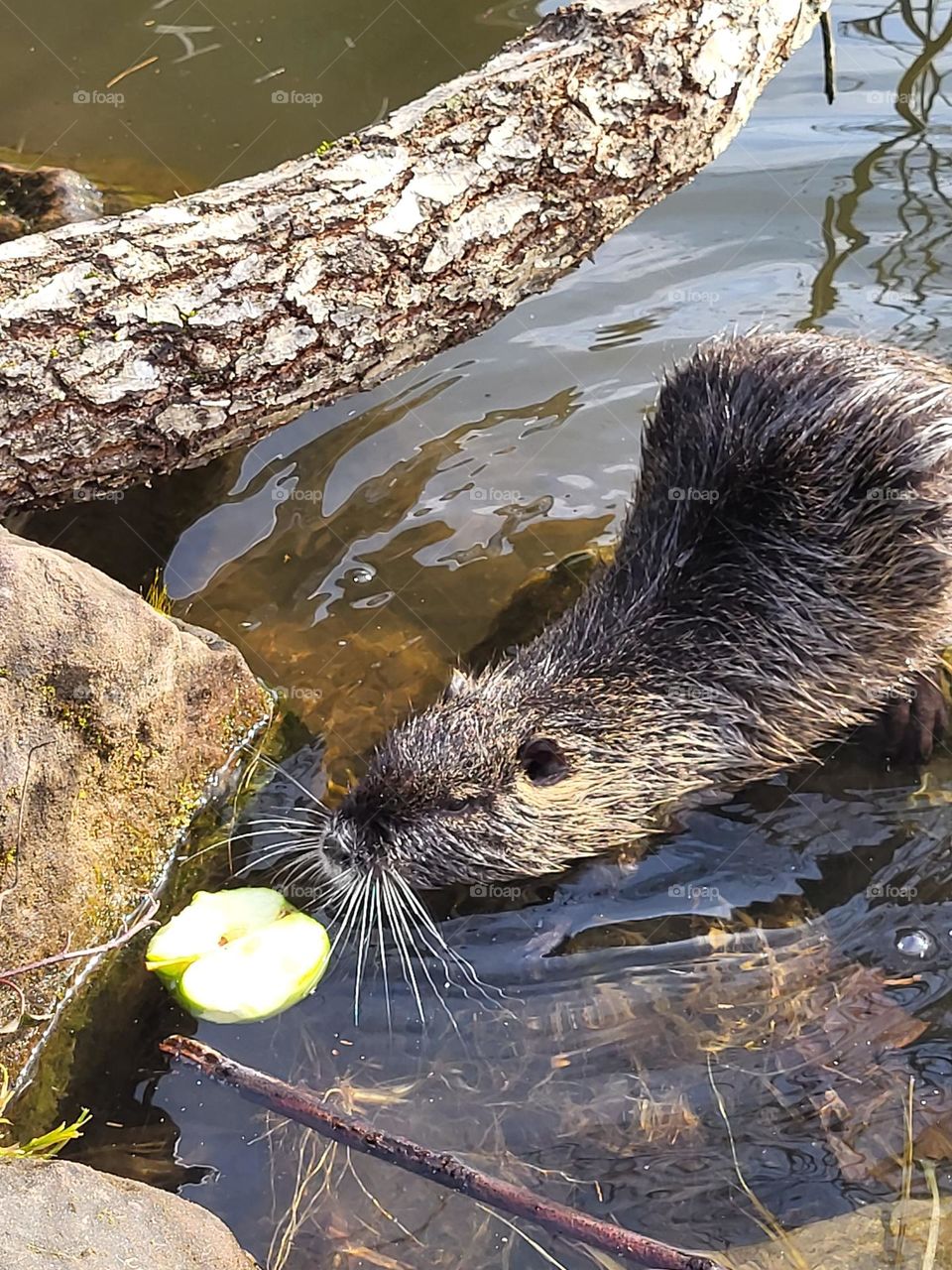 Nutria und Apfel