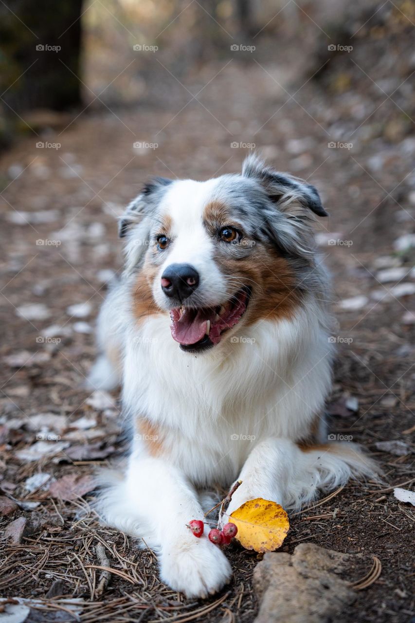 Cute dog with yellow fall leaves