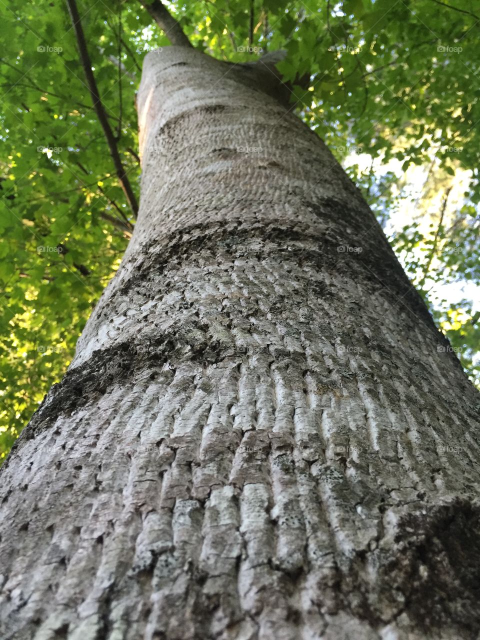 Textured tree bark