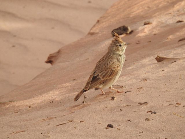 a bird