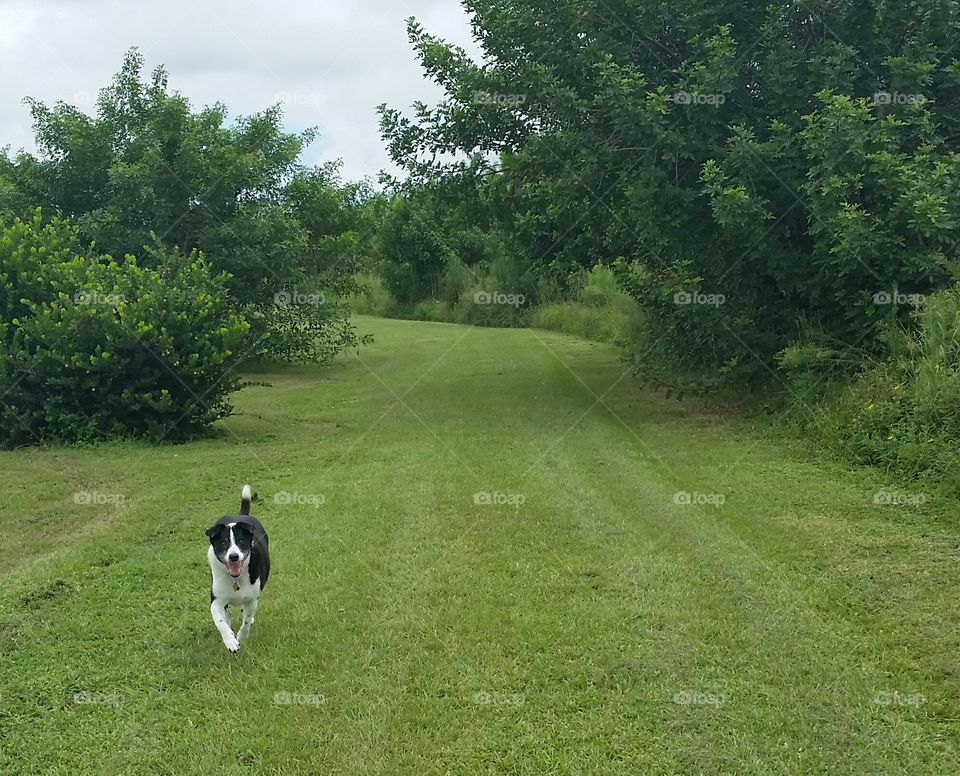 Landscape, Grass, Golf, Dog, Tree