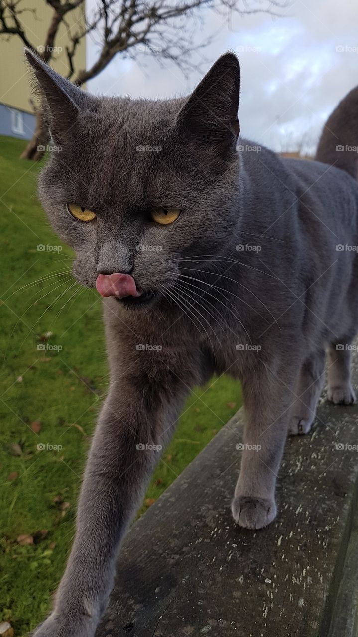 Grey hungry cat on the hunt, licking his nose - grå hungrig katt på jakt , slickar sig om nosen 