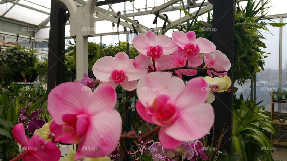 Beutiful pink orchids