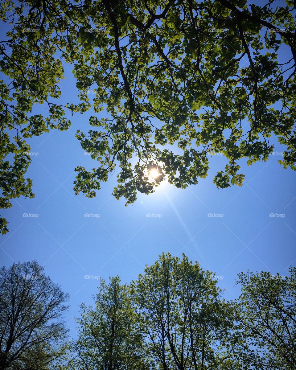 Low angle view of trees