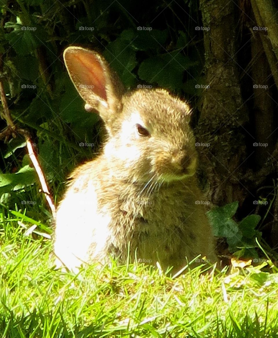 cute rabbit