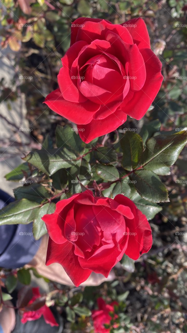 For Early Spring these Knockouts are looking Healthy. The leaves are Green and Glossy, Colors are Deep Reds. 