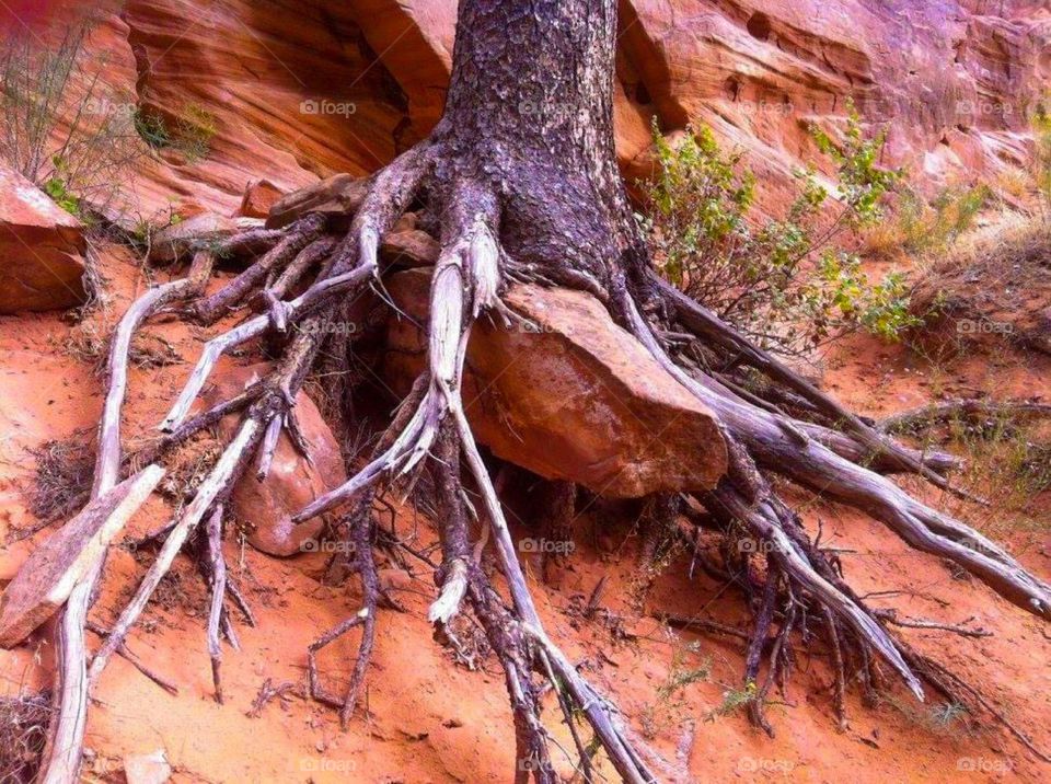 A large tree being uprooted by a rock sliding under it in the Rainbow Bridge National Park, Page, Arizona, USA. 