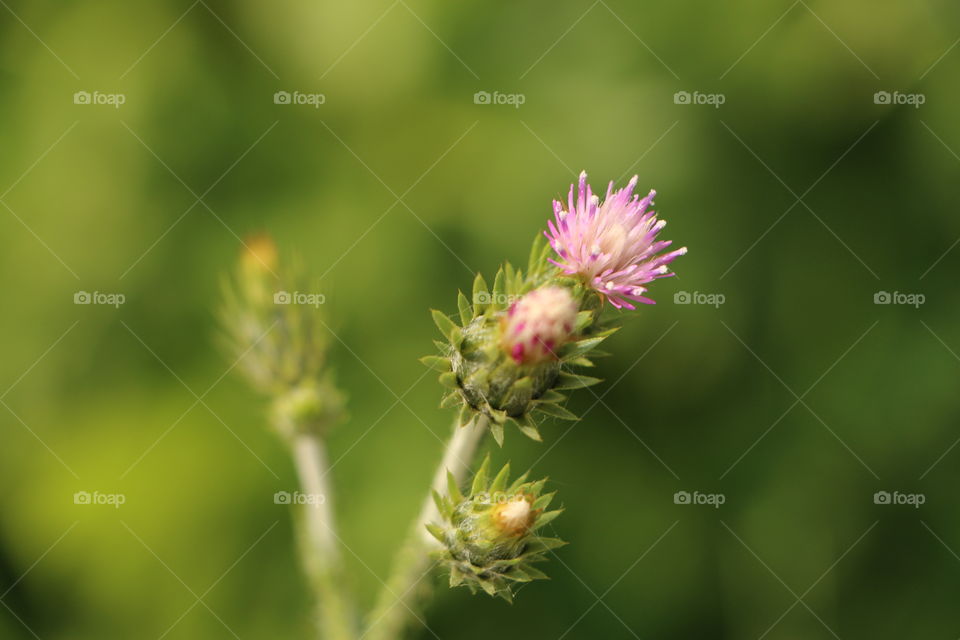 Thistle buds blooming outdoors