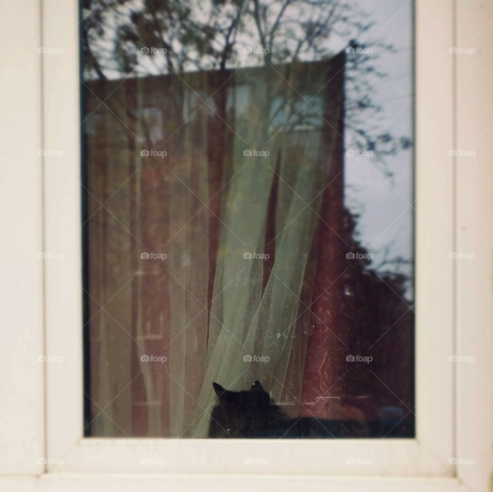 A cat on the window not looking outside