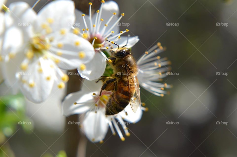 Bees-Nature in Motion