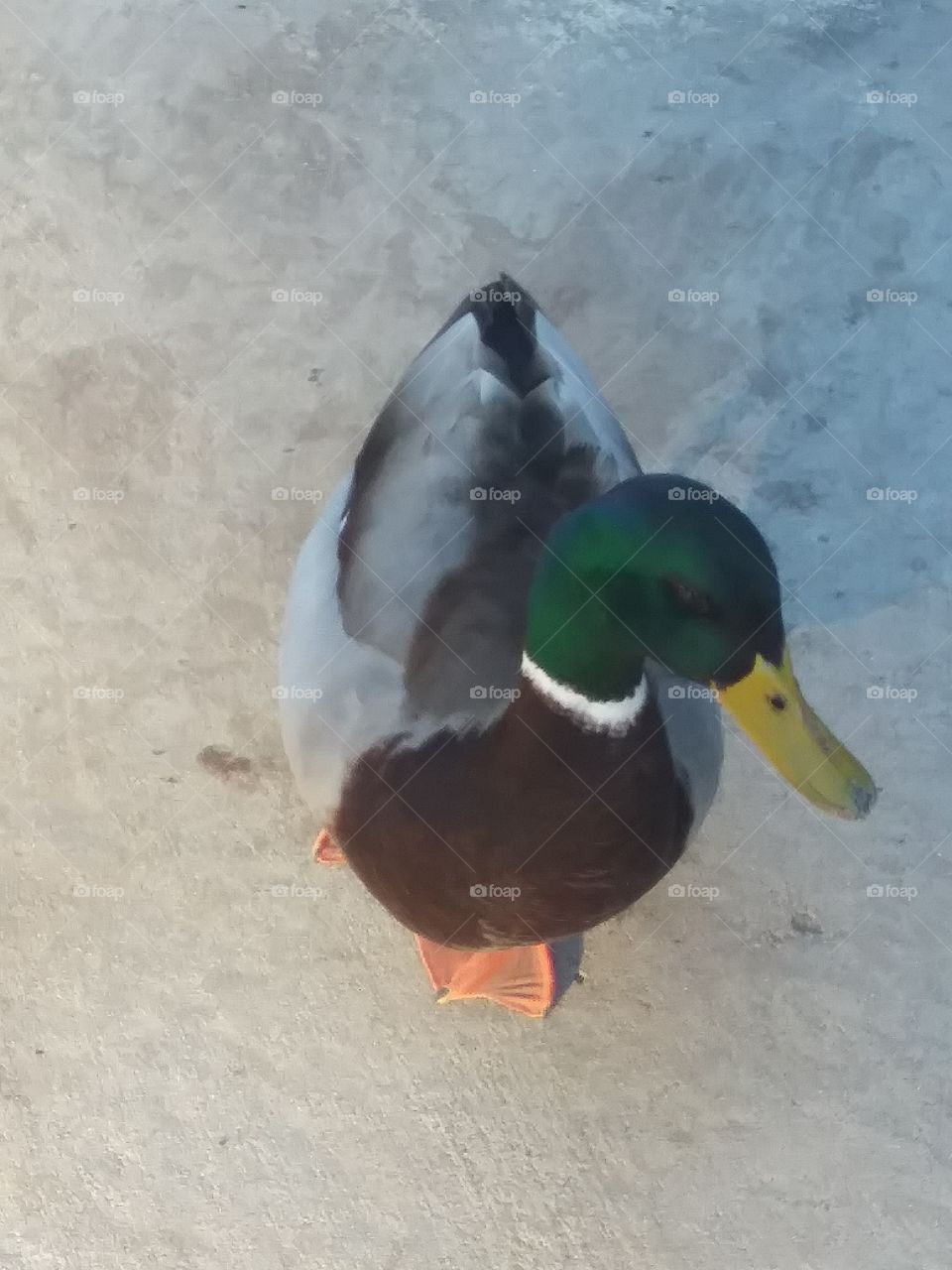 duck4