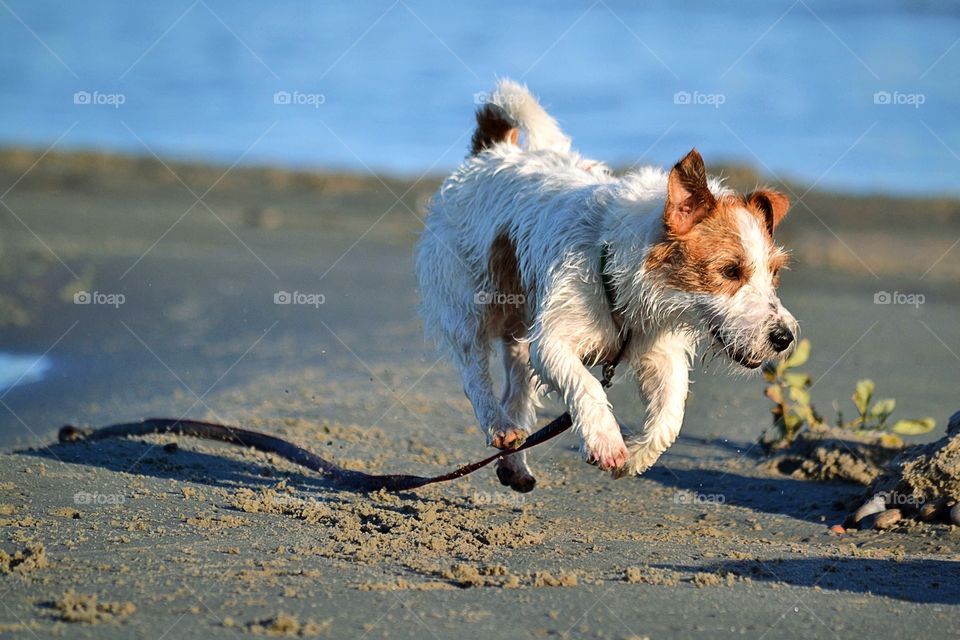 Dog at beach