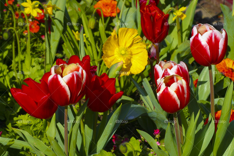 THE FLOWERS AT PIER 39 SFO SAN FRANCISCO CALIFORNIA