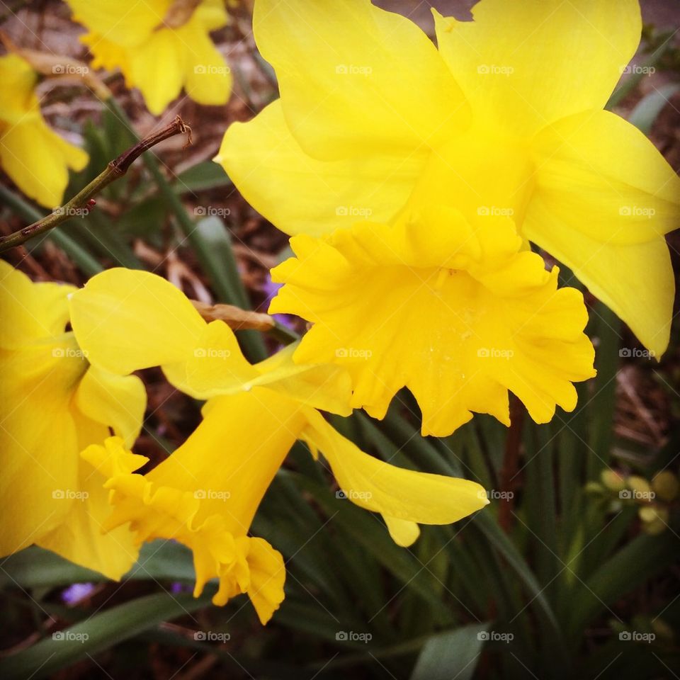 Yellow flower