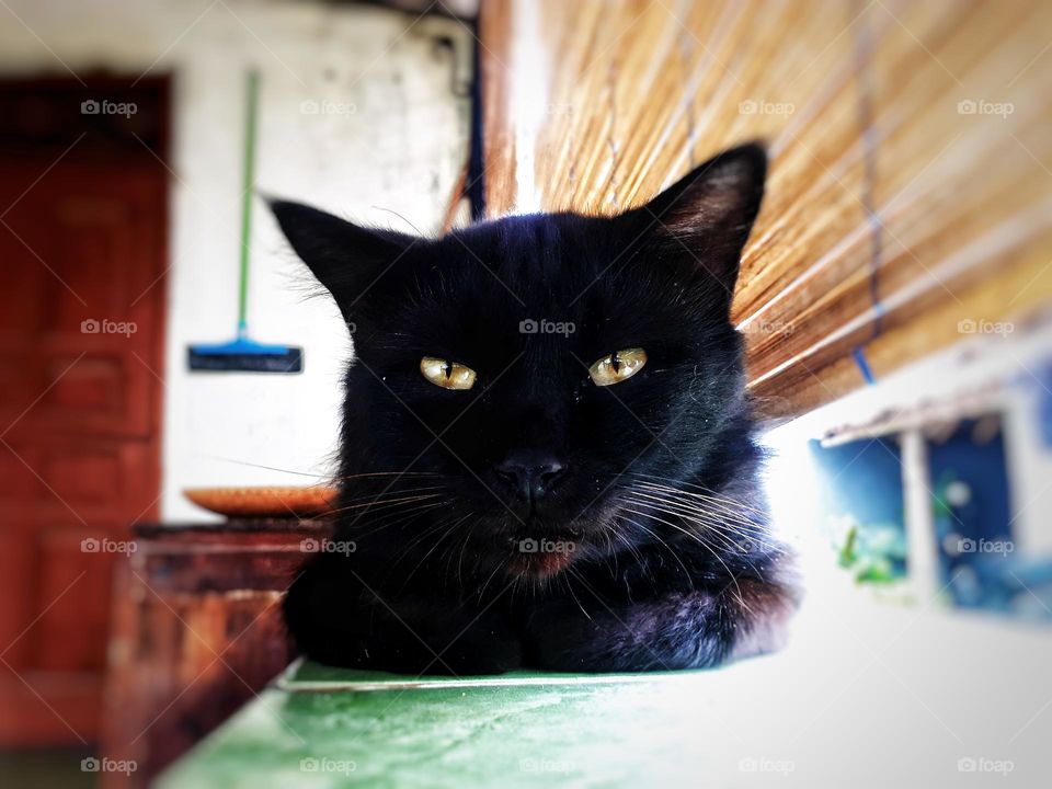 black cat with sharp eyes