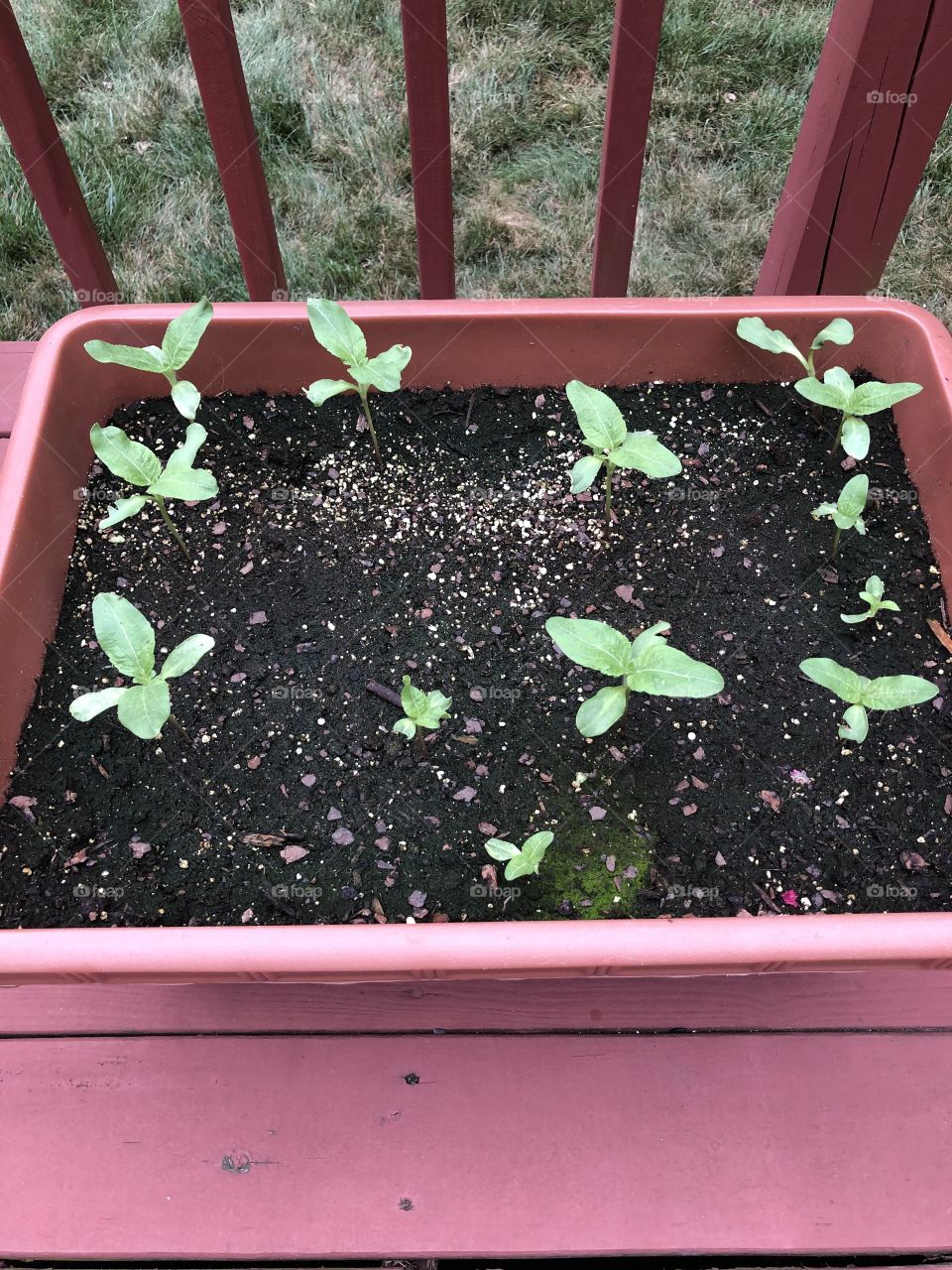 Beautiful sunflower seeds beginning to sprout.