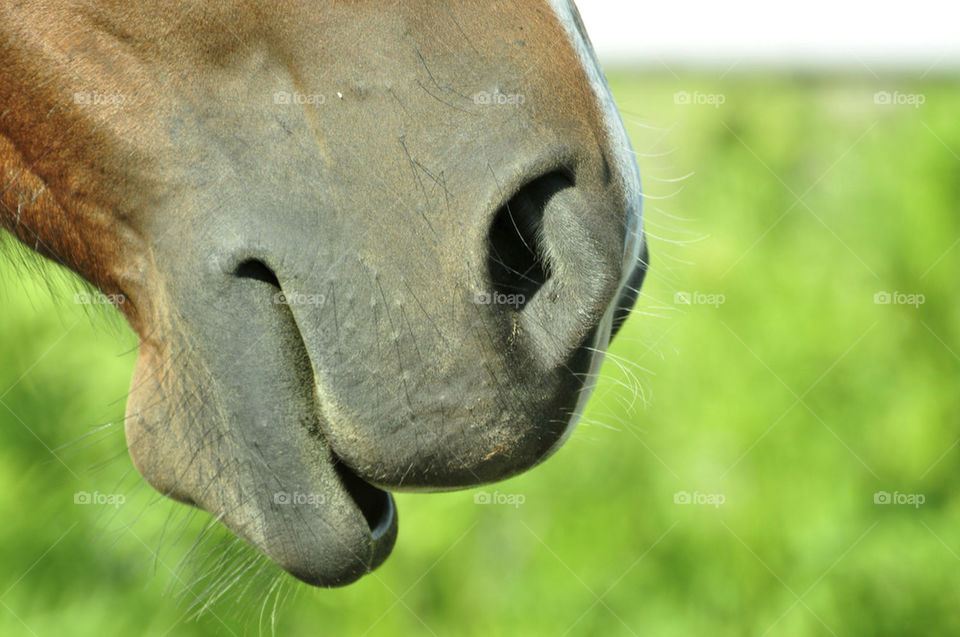 macro closeup nose horse by hkjohan