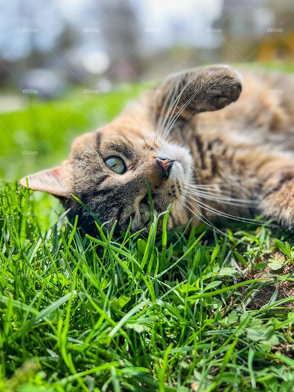 Cat in grass