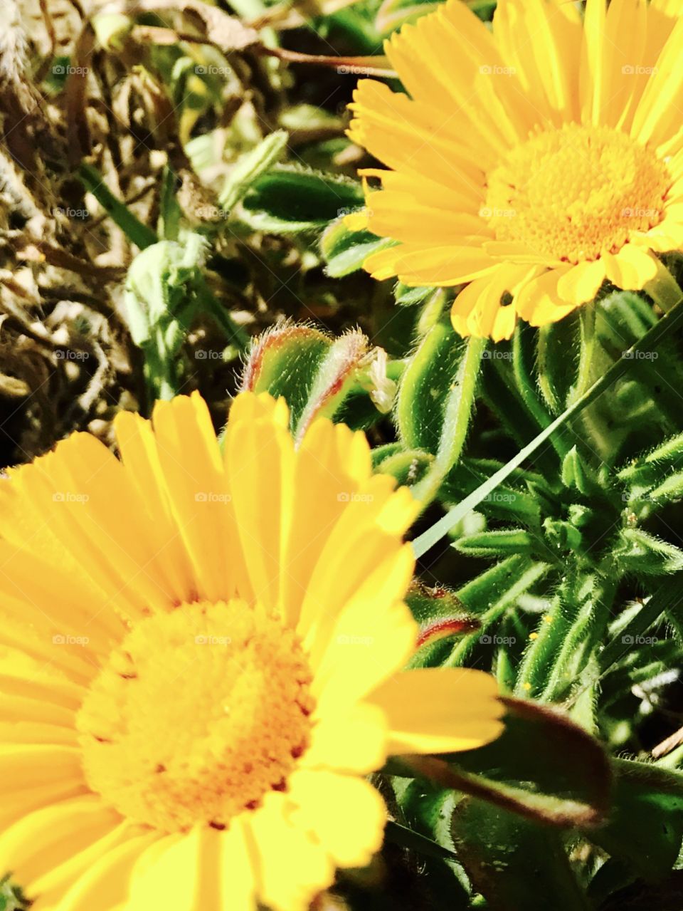 Macro shot, flowers blooming, daisy 