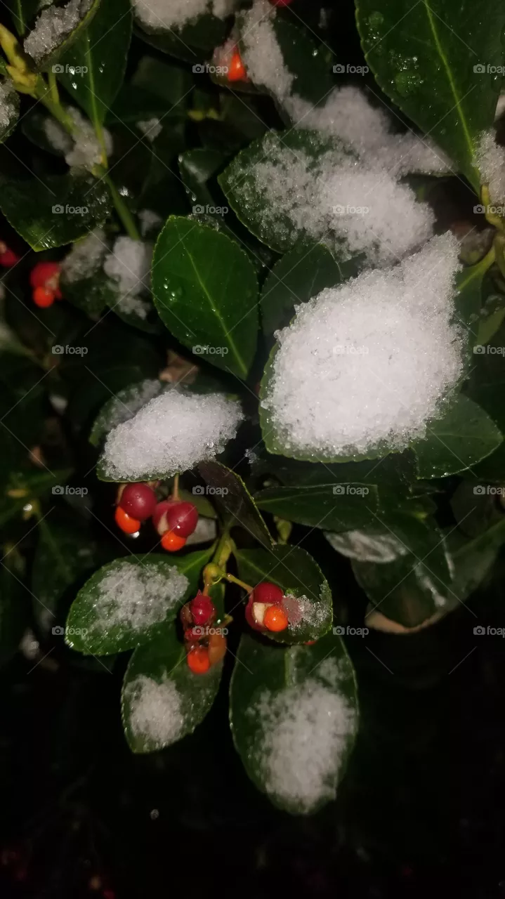❄❄