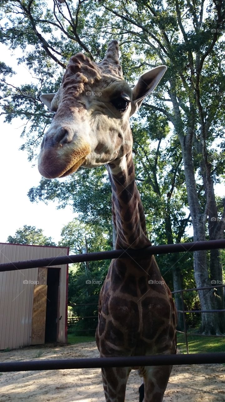 giraffe