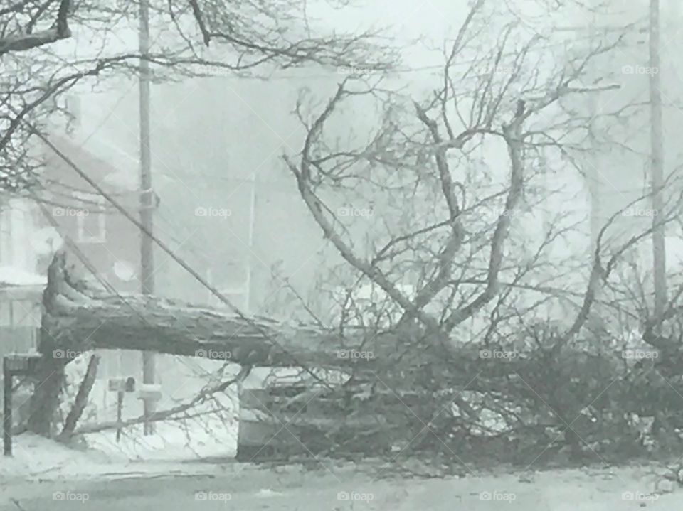 Fallen Tree in Snow