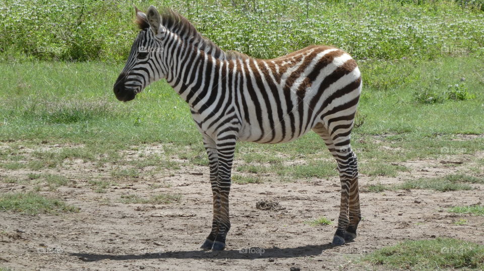 Tansania ngorongoro crater Zebra