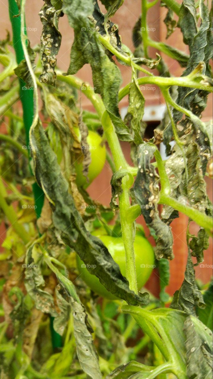 Decomposing in Autumn