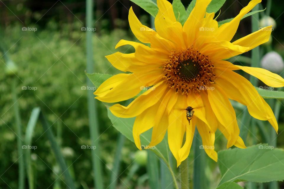 sunflower