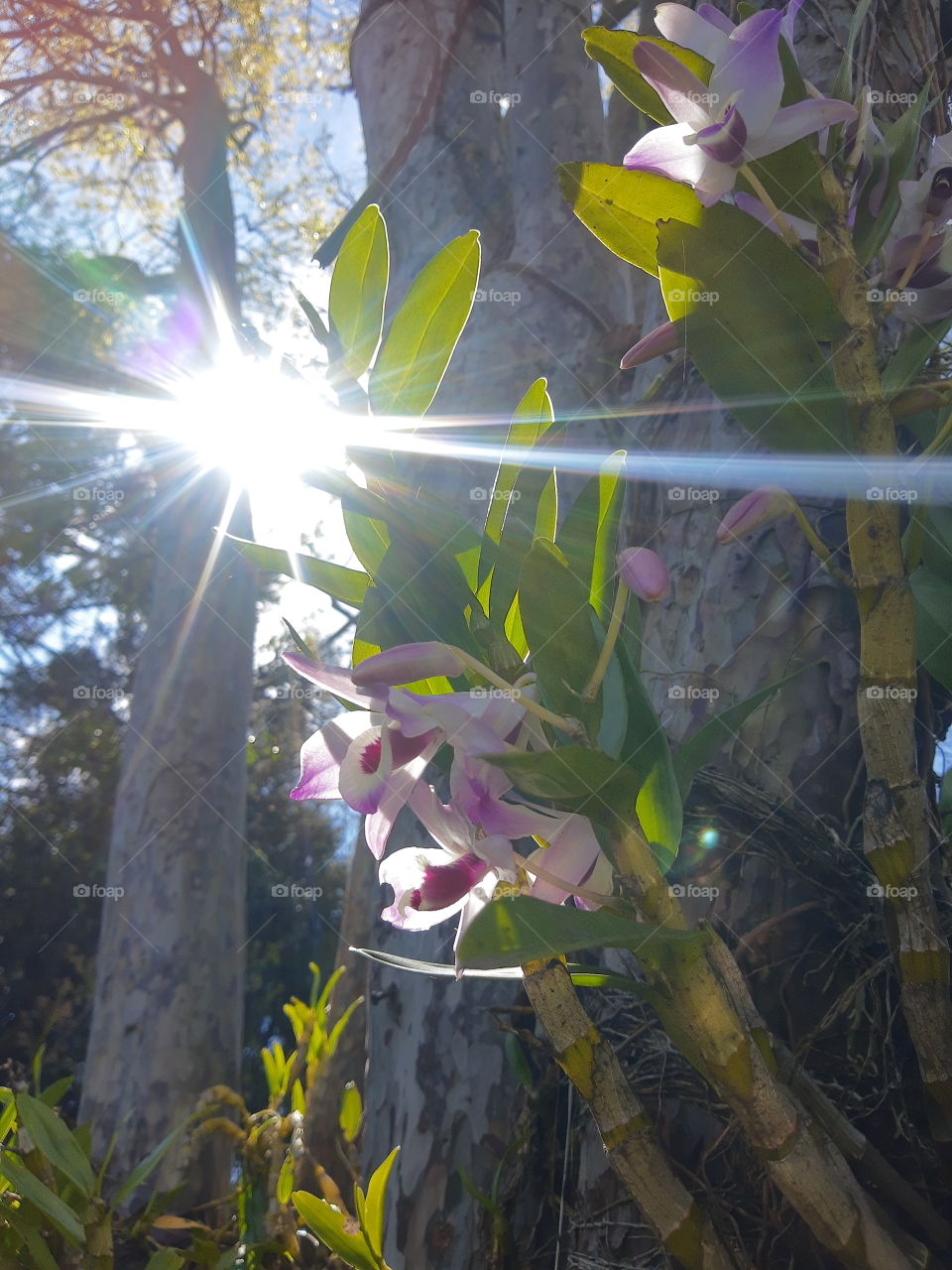 orchid on the tree