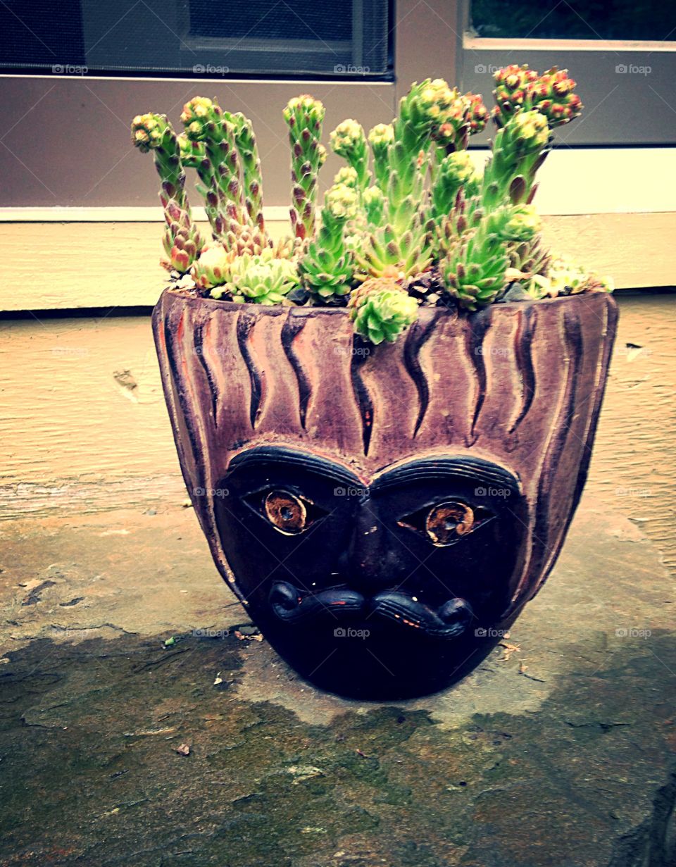 Funny planted pot. Funny pot