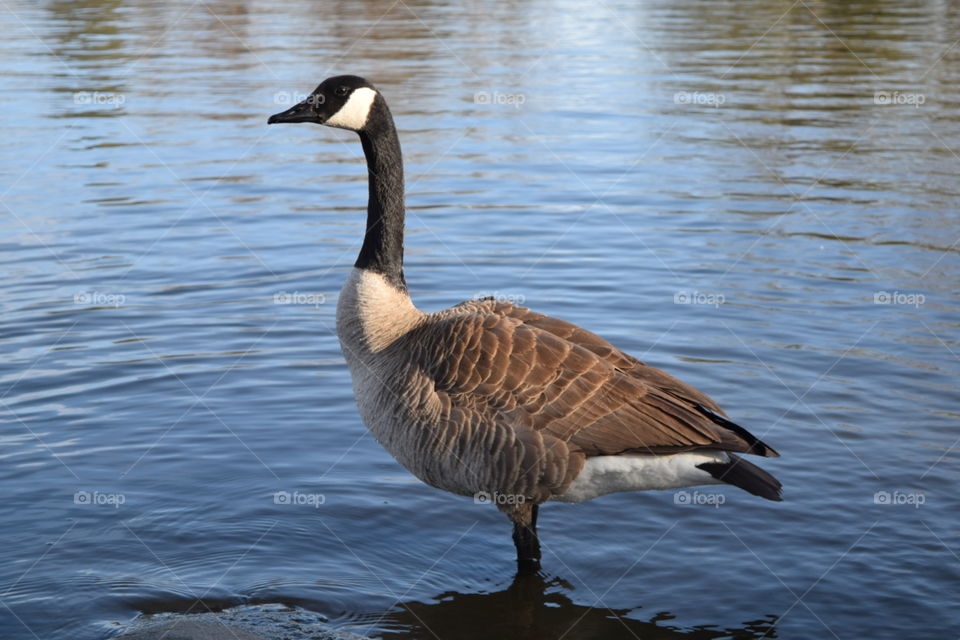 big duck. pond