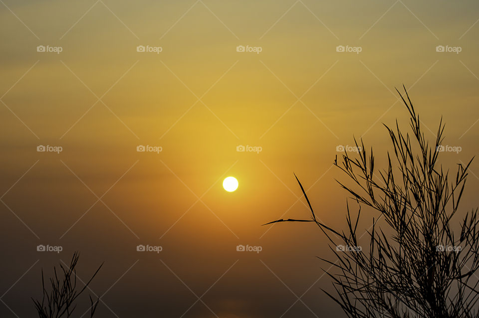 Black silhouette of a tree Background morning sun on the sea.