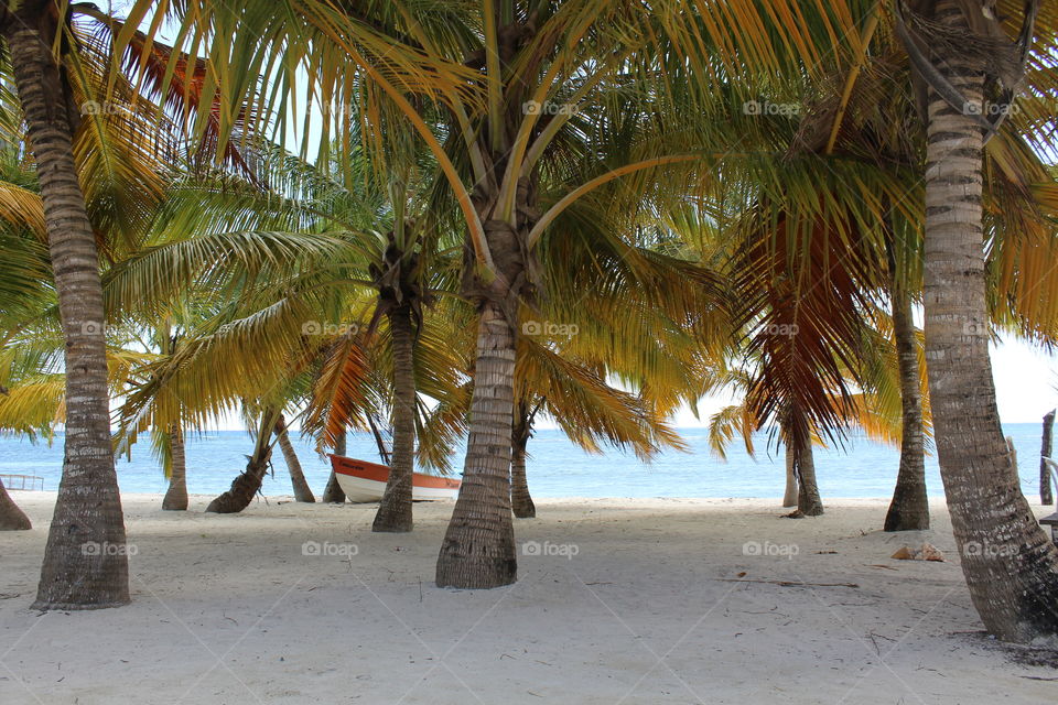 carribean's palms