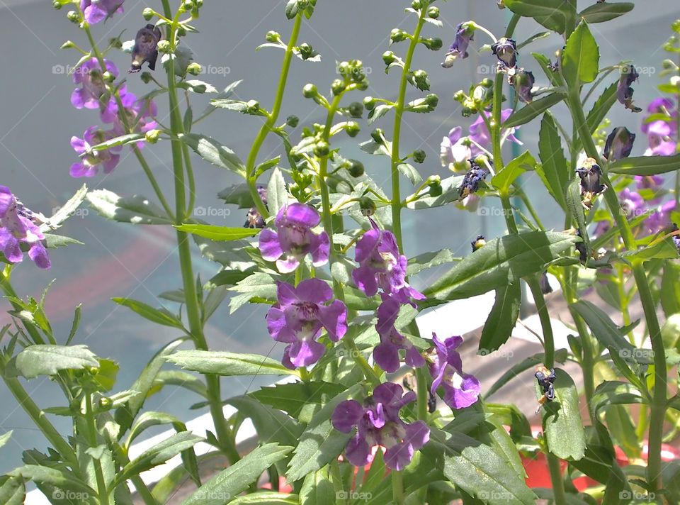 Flowers in the garden