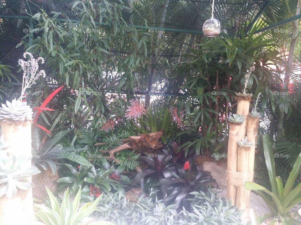 Tree, Decoration, Garden, Flower, Tropical
