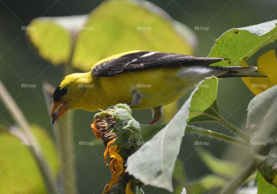 Male goldfinch eating sunflower seed