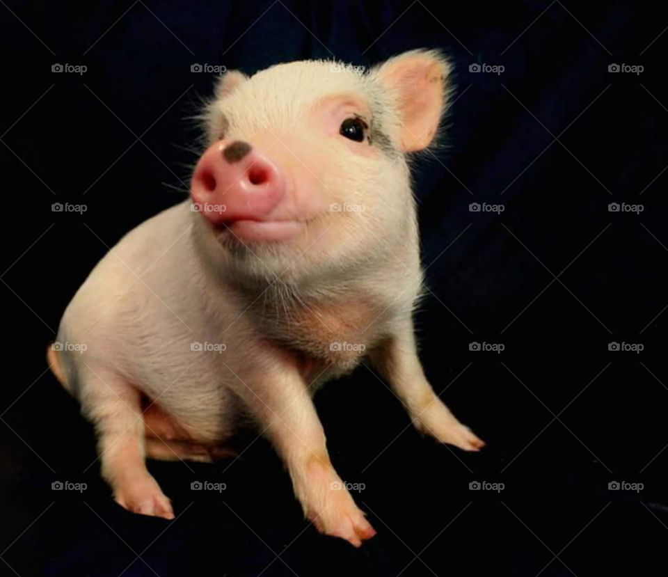 Pink Pet Pig posing in front of black background.