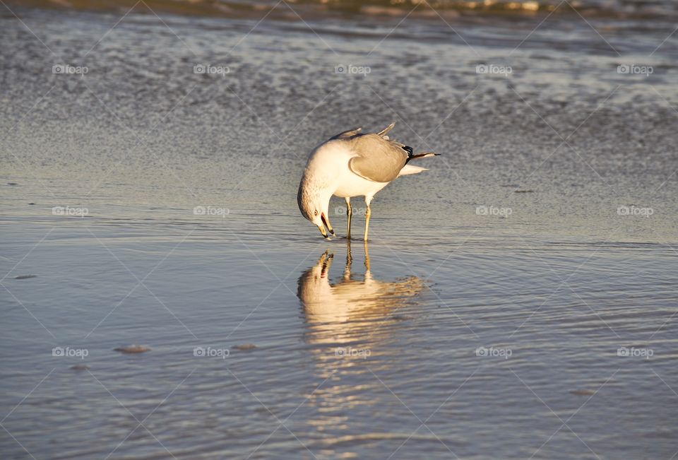 Reflection bird