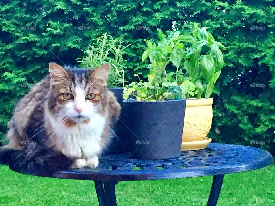 Cat laying on table among potted plants