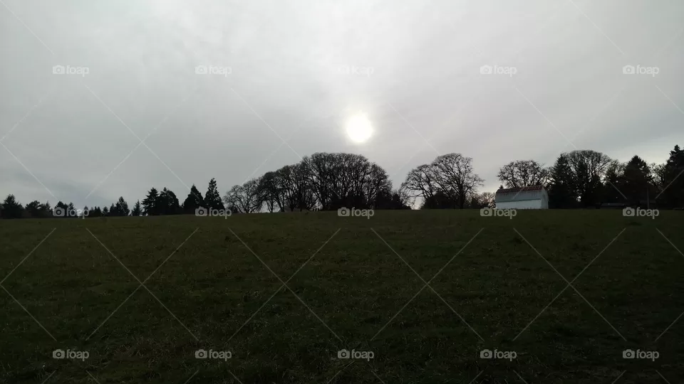 Landscape, Tree, Grass, Dawn, No Person