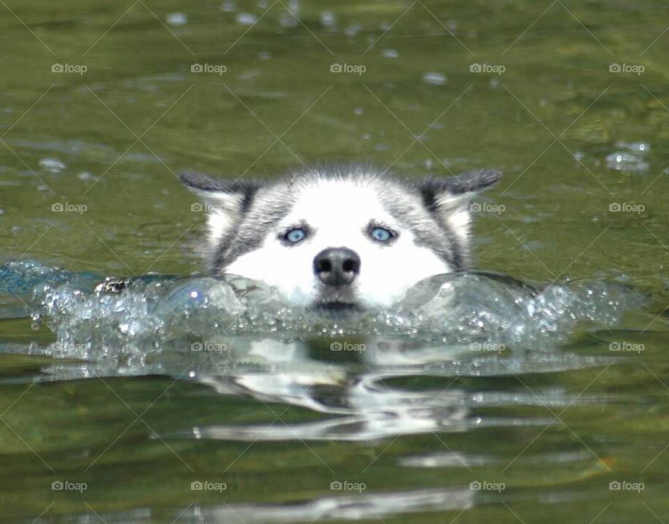 Small white and black Siberian husky swimming in a lake with only the top of his fuzzy head and blue eyes visible. 