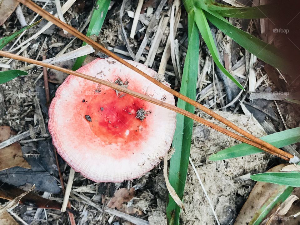 Mother nature’s circle in the form of a cute little mushroom found in the woods of South Georgia. 