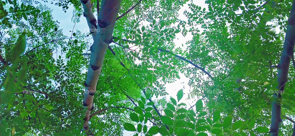 tree
