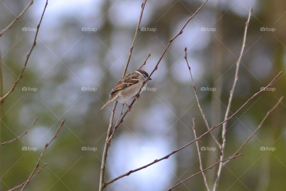 Eurasian Tree sparrow