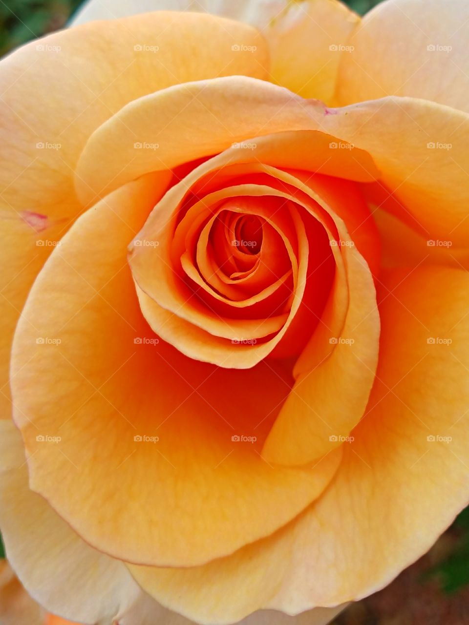 Beautiful peach colored rose in full bloom!