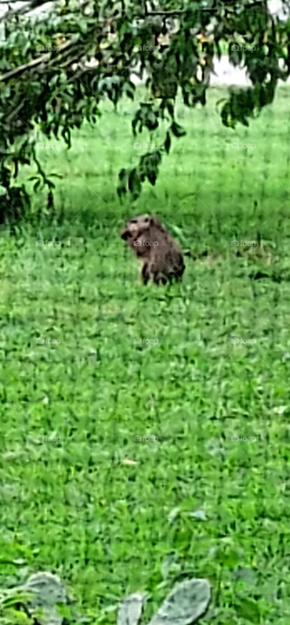 Ground hog eating fallen peaches enjoying every bite.