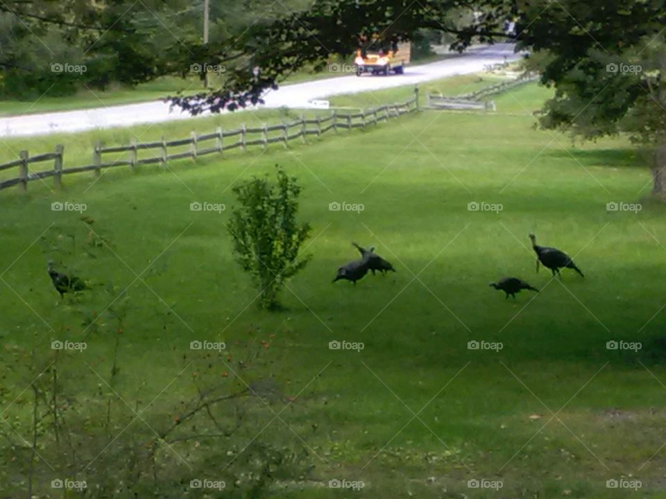 Wild Turkeys in the field.