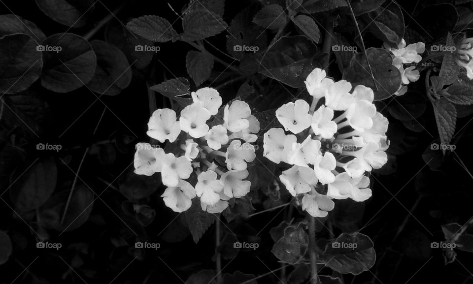 Two delicate shrub wild tropical white
flowers in back nature#monochrome#
black and white#